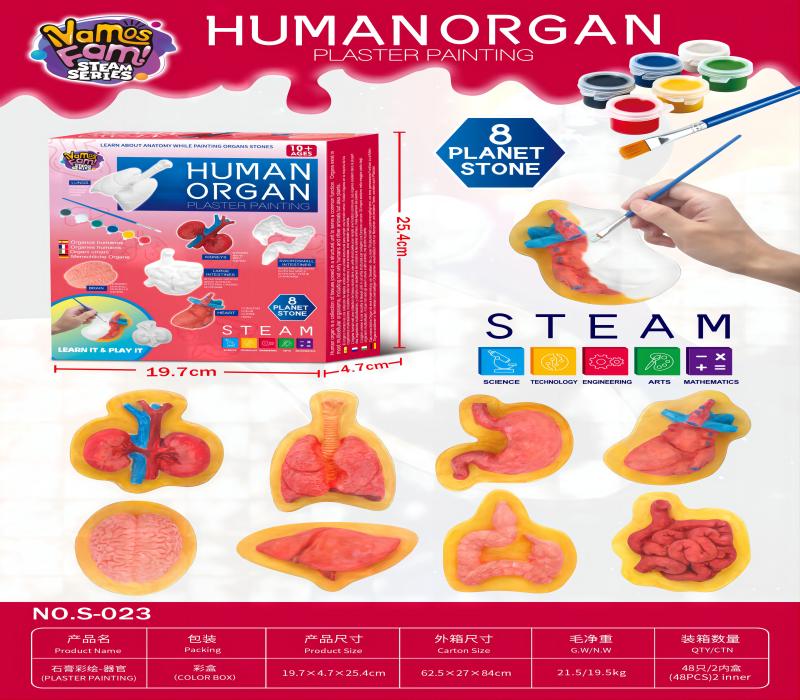 DIY Gypsum Human Organ Colored Painting Creative Creation Painting Set Puzzle Toys