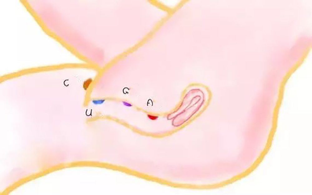 Where is the female G-spot? What is a G-spot orgasm?