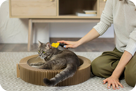 Where to look for ticks on pets