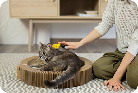 Where to look for ticks on pets