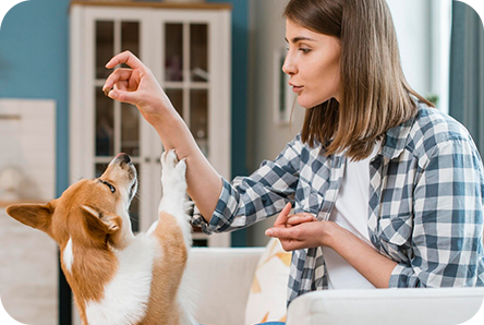 Hypoallergenic dog food: what to feed your dog