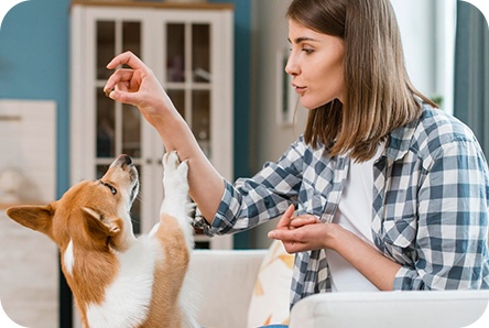 Hypoallergenic dog food: what to feed your dog