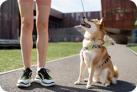 Essential tips for keeping your pet safe and cool during the summer heat