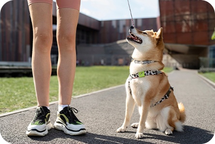 Essential tips for keeping your pet safe and cool during the summer heat