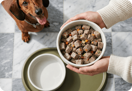 Summer pet safety & cooling tips