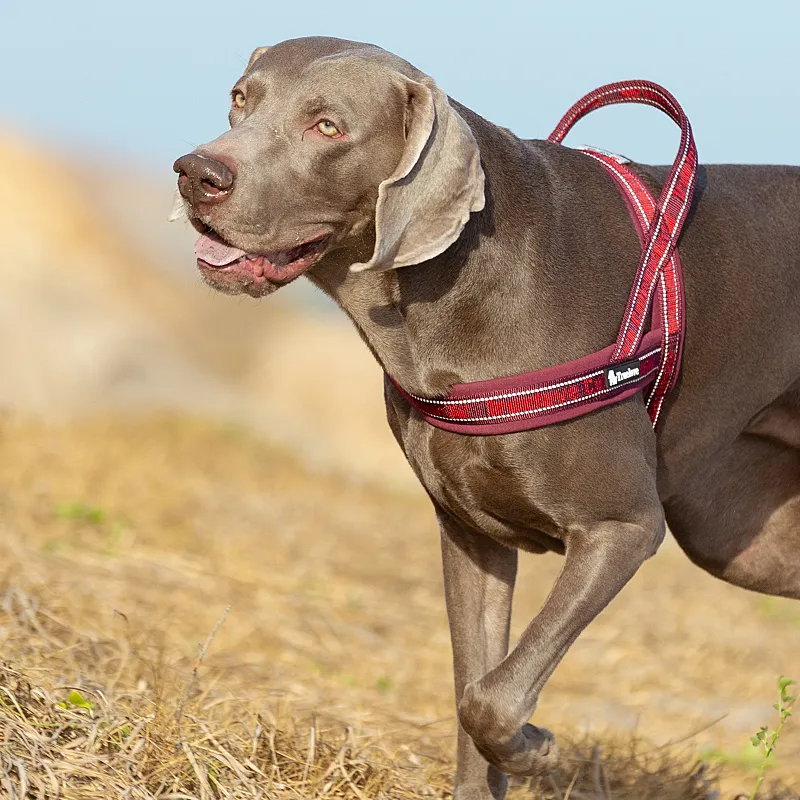 Truelove Pet Harness Neoprene Padded No Pull Dog Harness Pet Supplies TLH58121