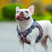 Truelove Pet Harness Floral Floral Doggy Harness Dog Vest Type Dog Walking Chain Small Medium Puppy Cat Printed Cotton TLH1912