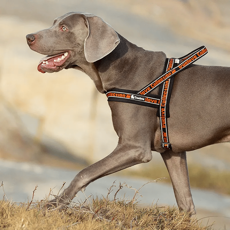 Truelove Pet Harness Neoprene Padded No Pull Dog Harness Pet Supplies TLH58121