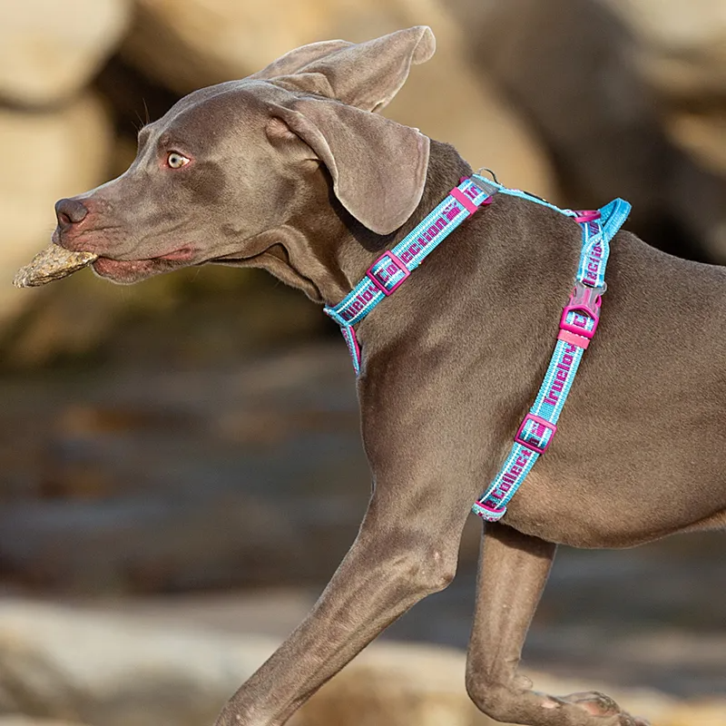 Truelove Pet Harness No Pull Tactical Service Pet Lift Breathable Mesh Reflective Sport Padded Dog Harness Vest TLH6172