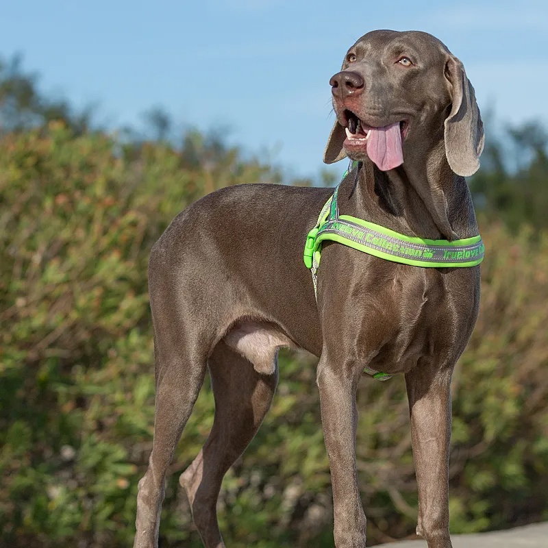 Truelove Pet Harness Neoprene Padded No Pull Dog Harness Pet Supplies TLH58121