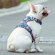 Truelove Dog Harness New Fashion Design Harness for Small Large Dog Cotton Floral Multi Sizes Adjustable Reflective TLH6283