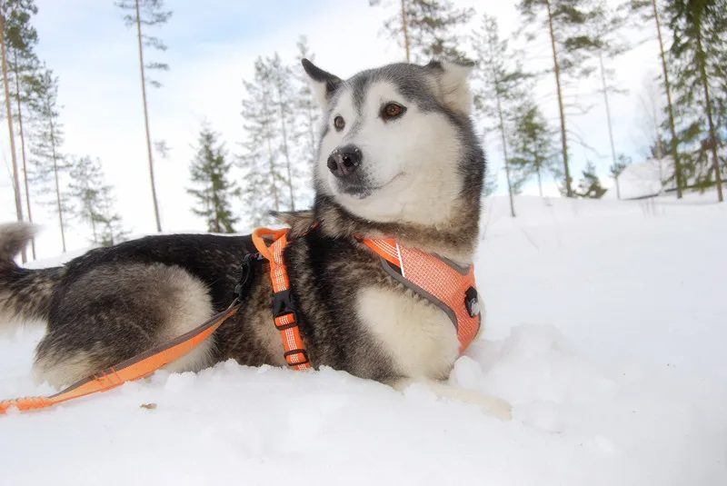 Truelove Dog Harness Reflective No Pull Small Medium Large Vest Quick Adjustbale Matching Leash Collar Training Running TLH6071