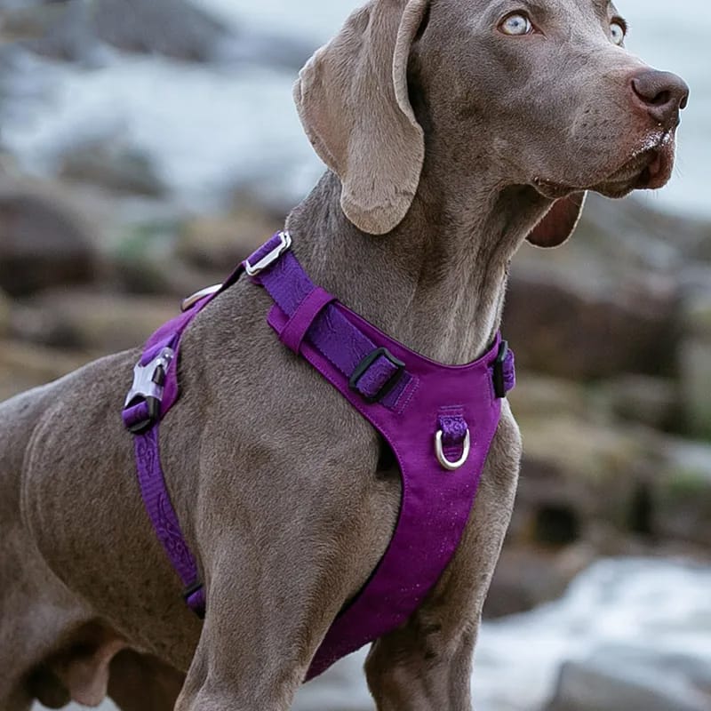 Truelove Dog Light Weight Harness Adjustable Outdoor Pet Medium Small Large Adjustable Outdoor Tactical Military Service TLH6281