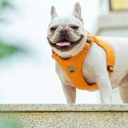 Truelove Recycled Pet Harness High Quality Adjustable Eco-friendly Recycled Material No Pull Breathable Soft Reflective TLH3012