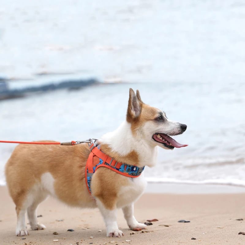 Truelove Floral Printing Mesh Harness for Dogs and Cats Small and Medium Breeds All Weather Adjustable Summer Walking TLH30131