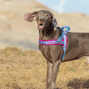 Truelove Pet Harness Neoprene Padded No Pull Dog Harness Pet Supplies TLH58121
