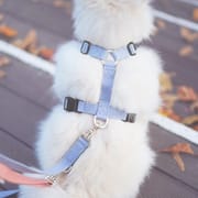 Pet Dogs Harness and Leash Set Adjustable Cat Puppy Walking Running Safe Soft Traction Escape Proof Pet Supplies Harness Belt