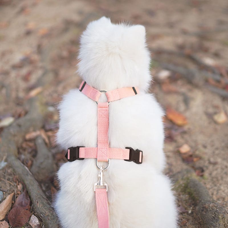 Pet Dogs Harness and Leash Set Adjustable Cat Puppy Walking Running Safe Soft Traction Escape Proof Pet Supplies Harness Belt