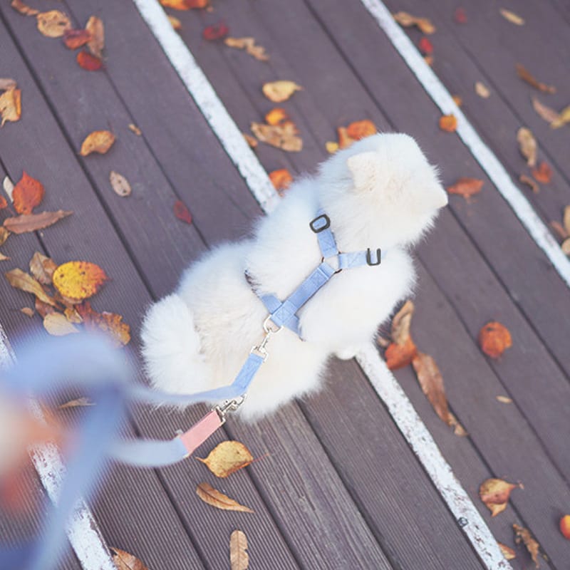 Pet Dogs Harness and Leash Set Adjustable Cat Puppy Walking Running Safe Soft Traction Escape Proof Pet Supplies Harness Belt