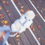 Pet Dogs Harness and Leash Set Adjustable Cat Puppy Walking Running Safe Soft Traction Escape Proof Pet Supplies Harness Belt