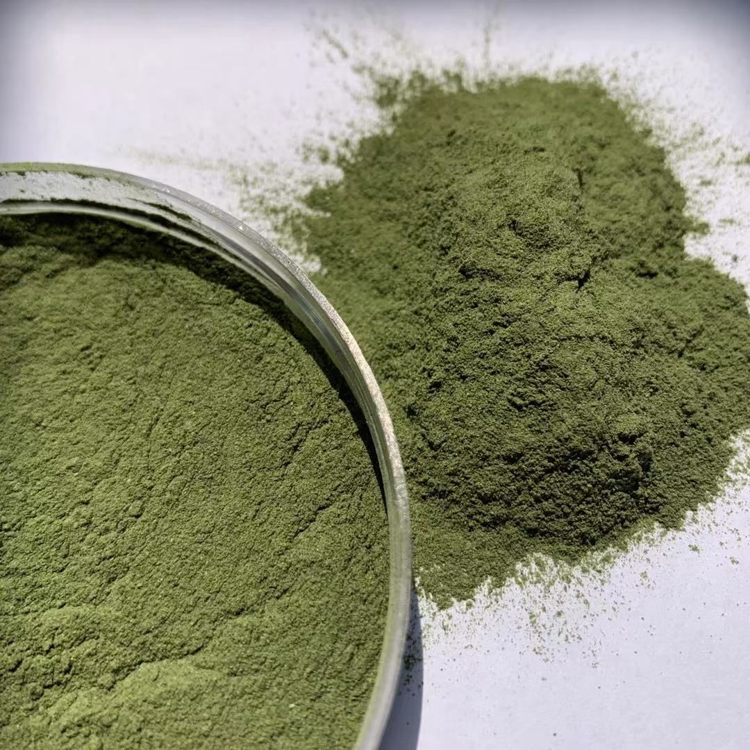 Supply 100% pure Alfalfa seedlings powder