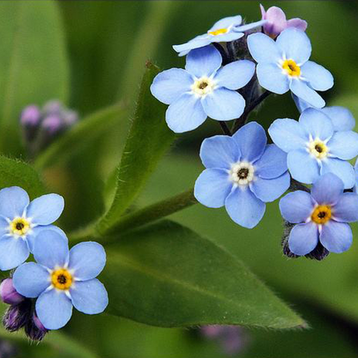 Myosotis sylvatica