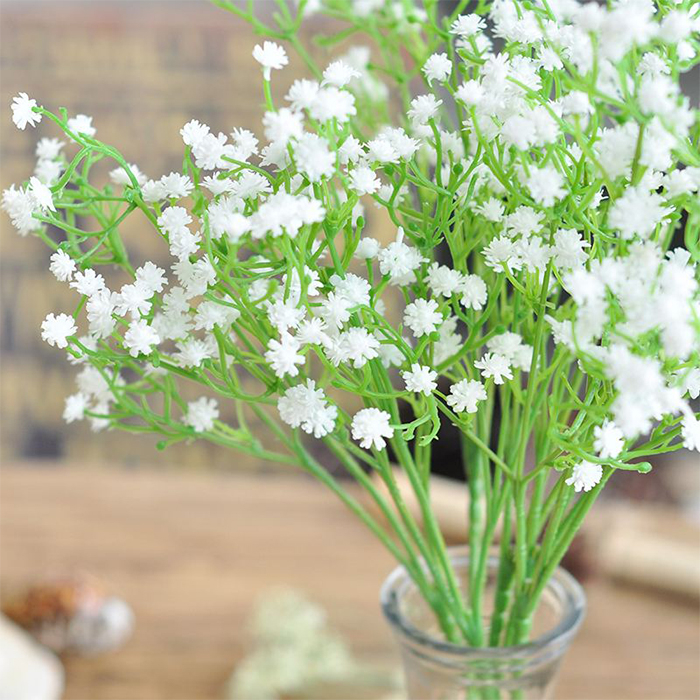 Gypsophila