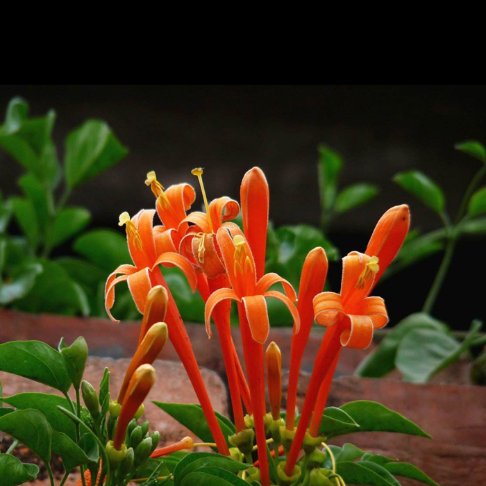 Firecracker flower