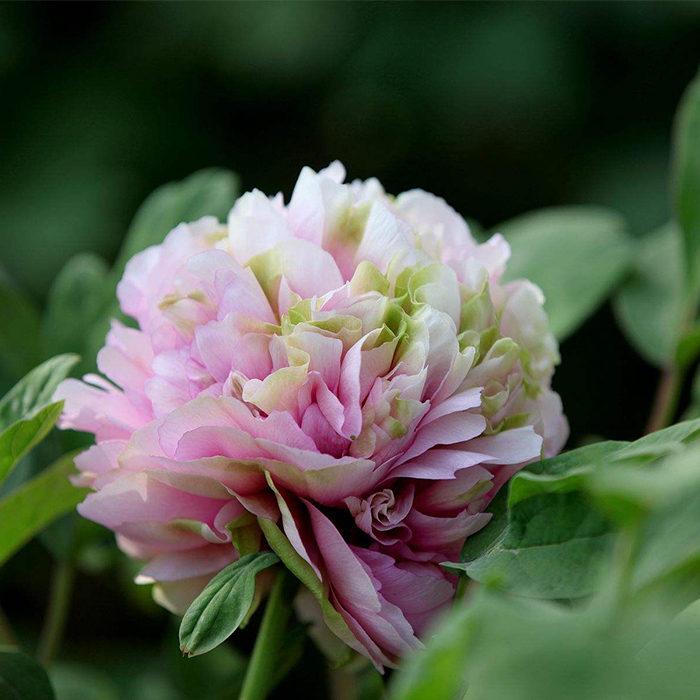 Peony