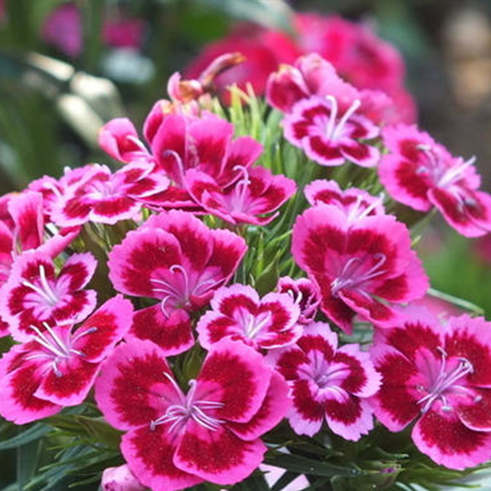 Dianthus
