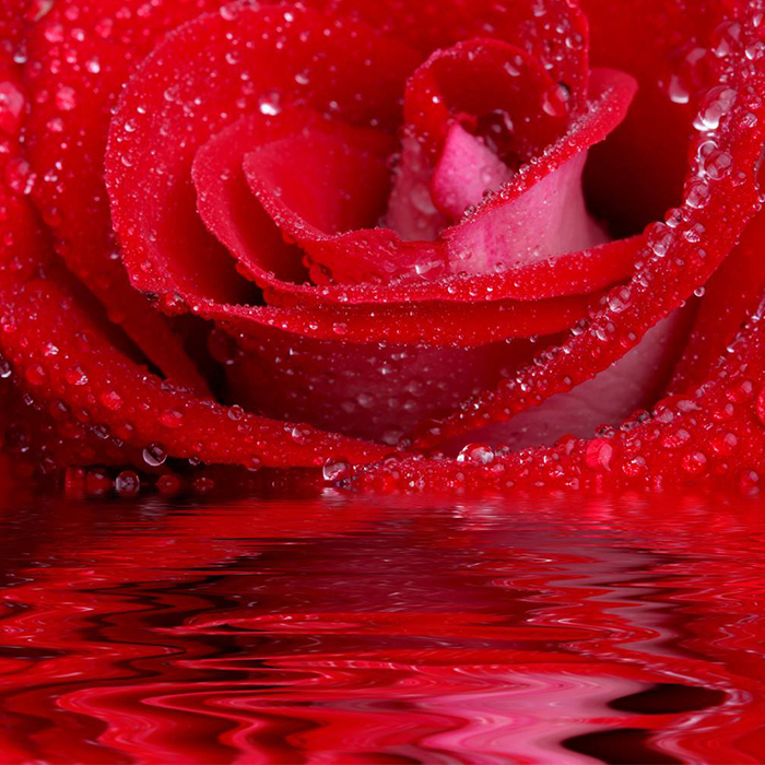 Red rose