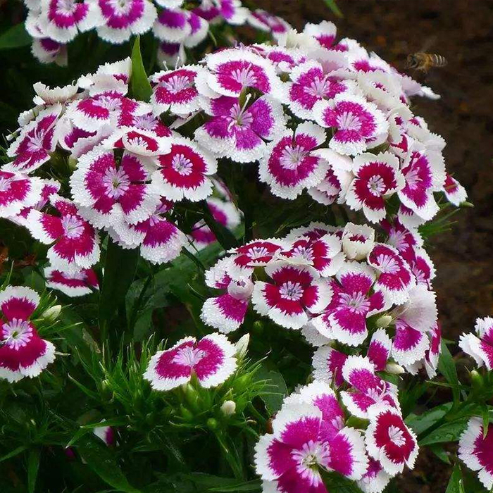 Dianthus
