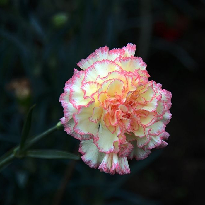 Carnation