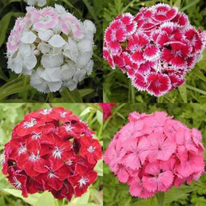 Dianthus