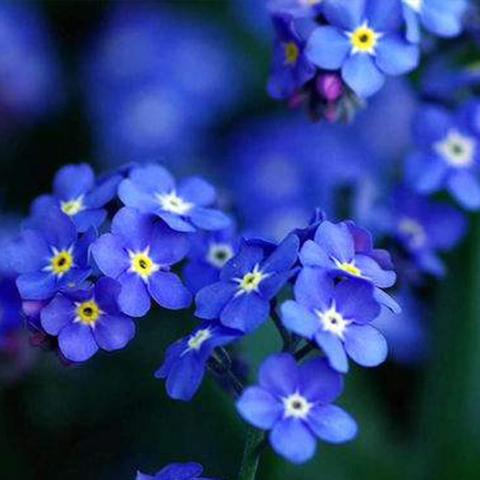 Myosotis sylvatica