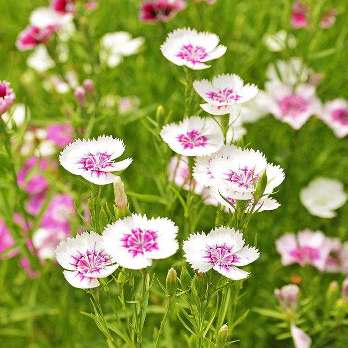 Dianthus