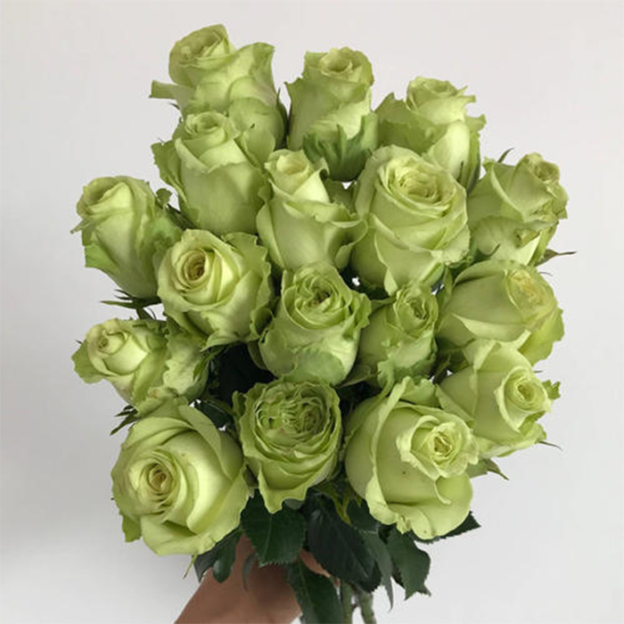 Green rose