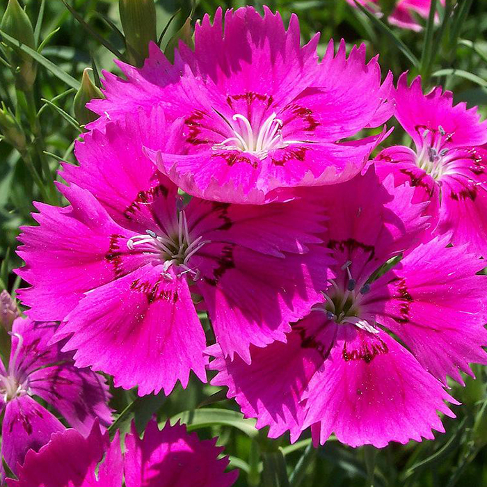 Dianthus