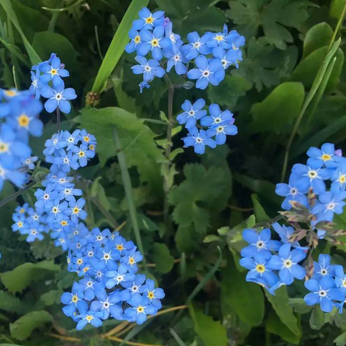 Myosotis sylvatica
