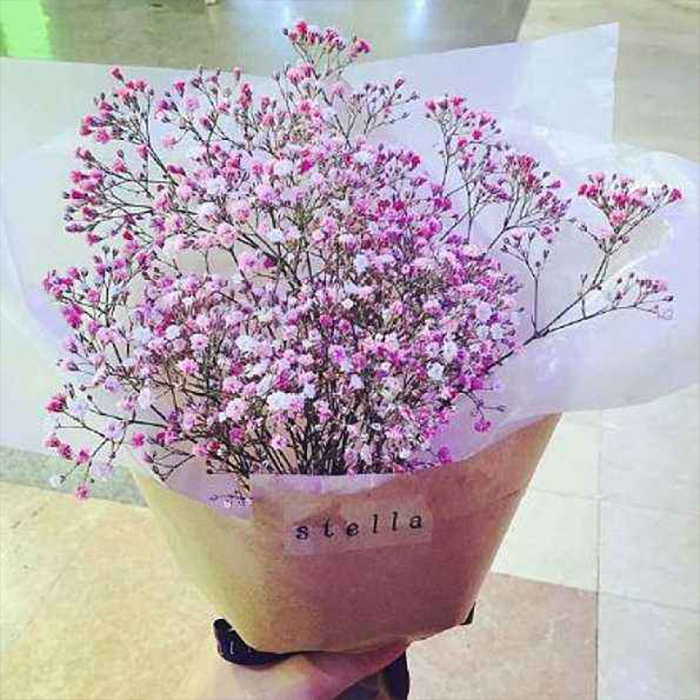 Gypsophila