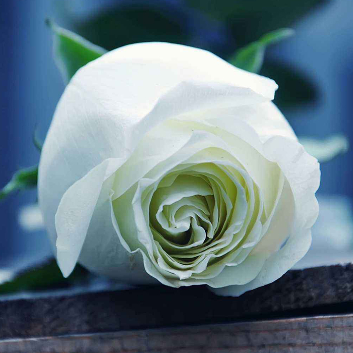 White Rose