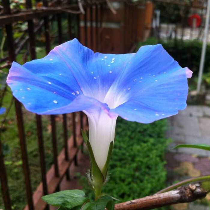 Morning glory