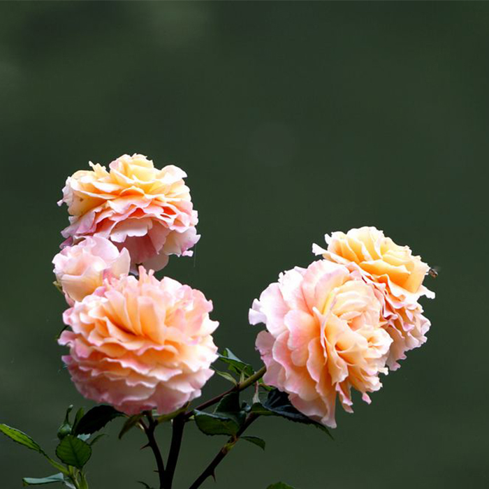 Rose flowers