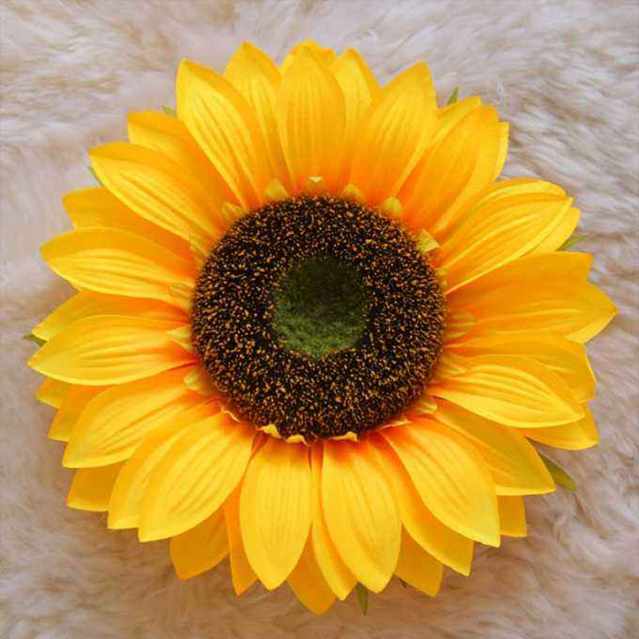 Sun flower