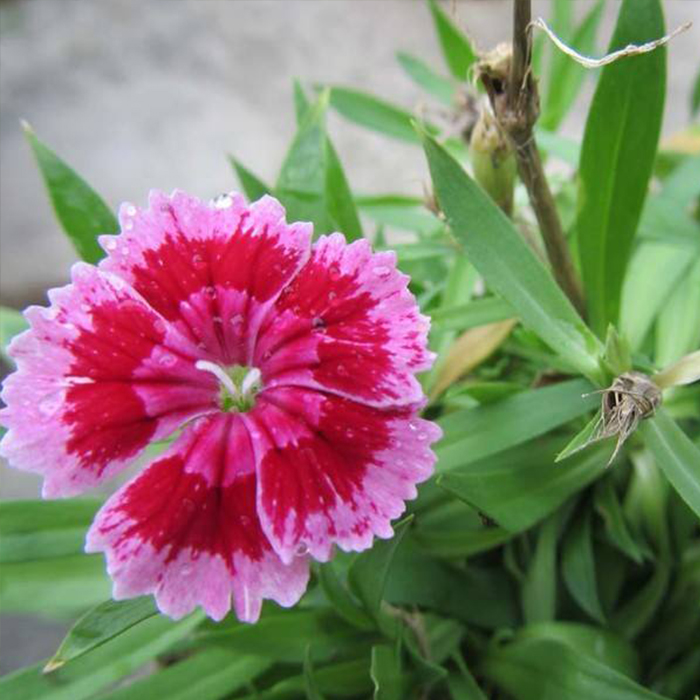 Dianthus