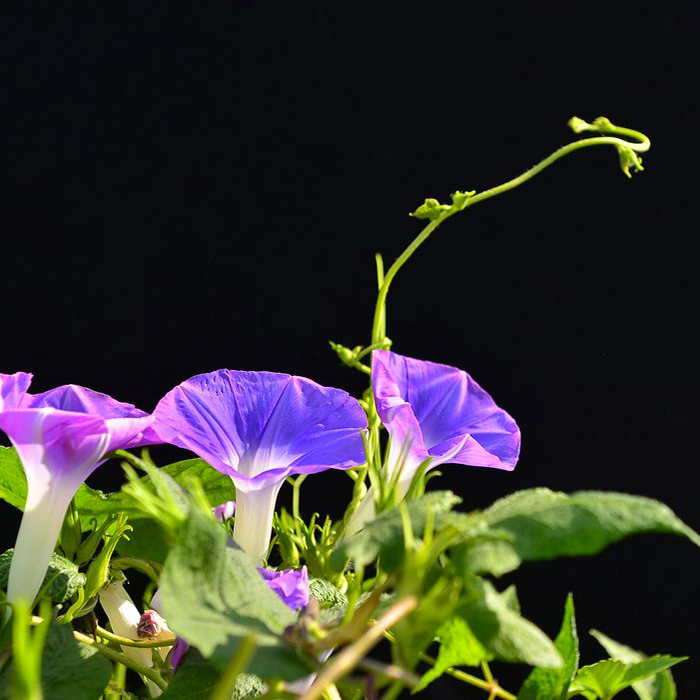 Morning glory