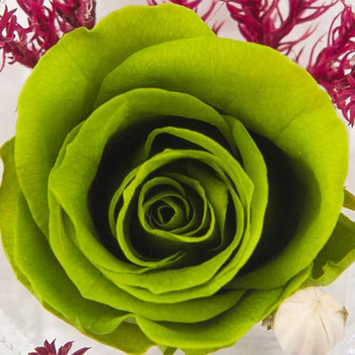 Green rose
