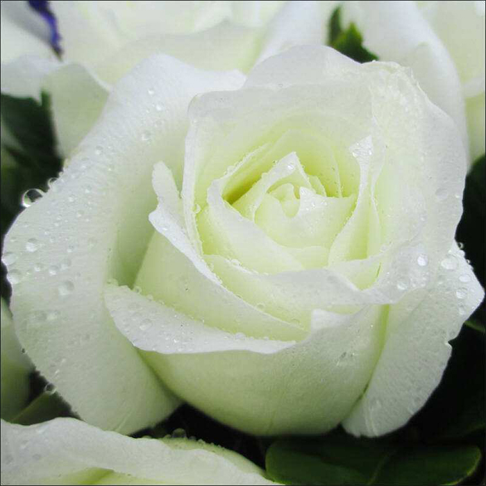 White Rose