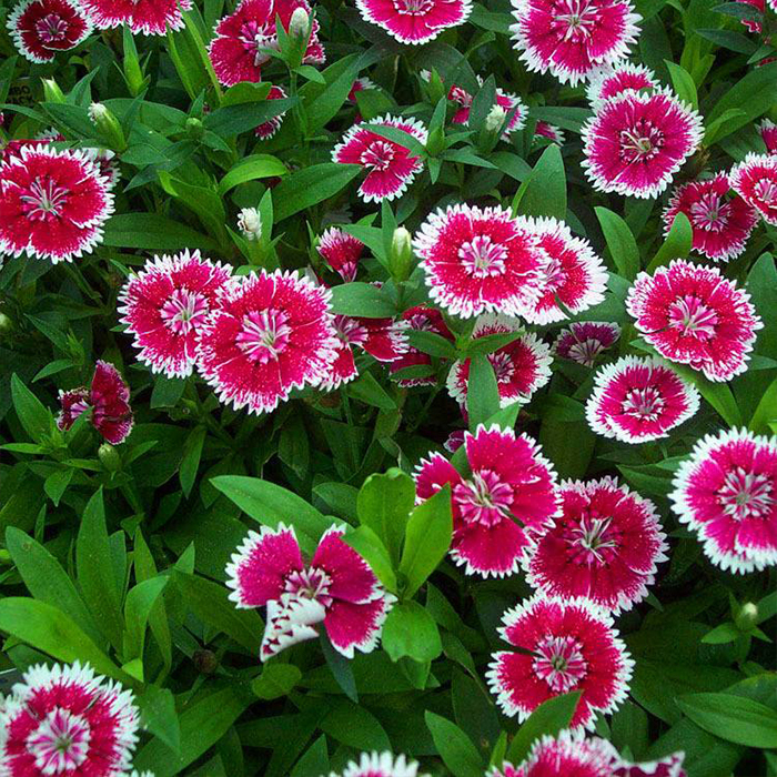 Dianthus