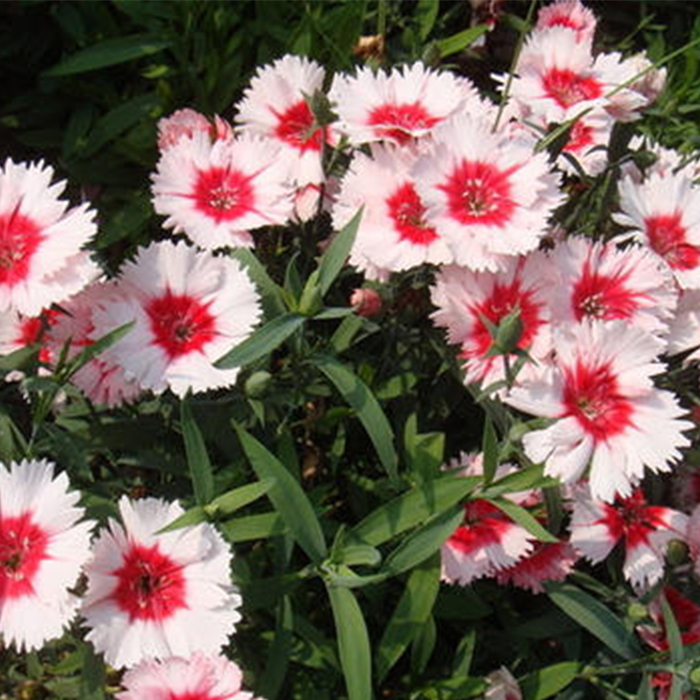 Dianthus